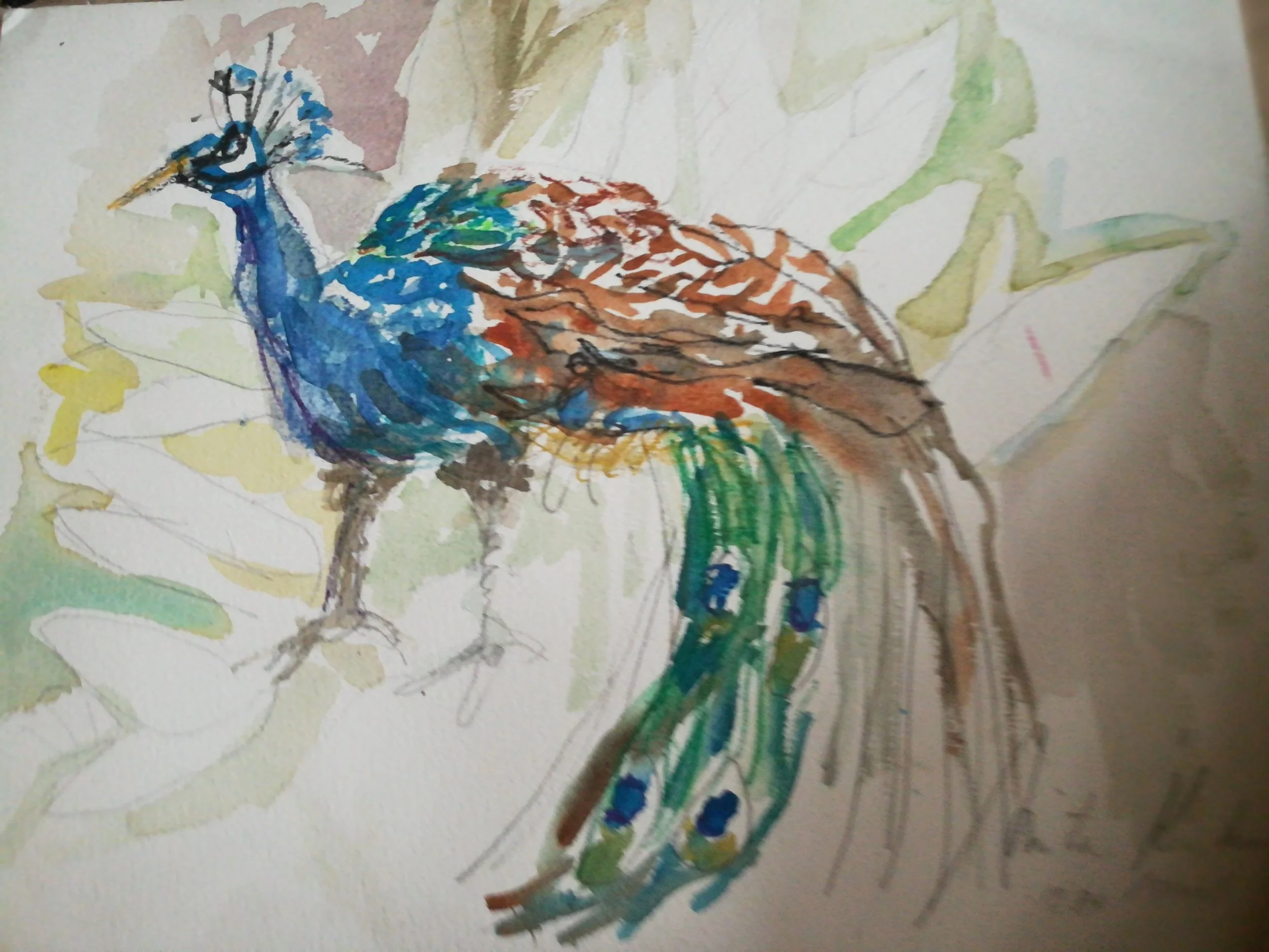 Israeli Peacock Watercolor 1984