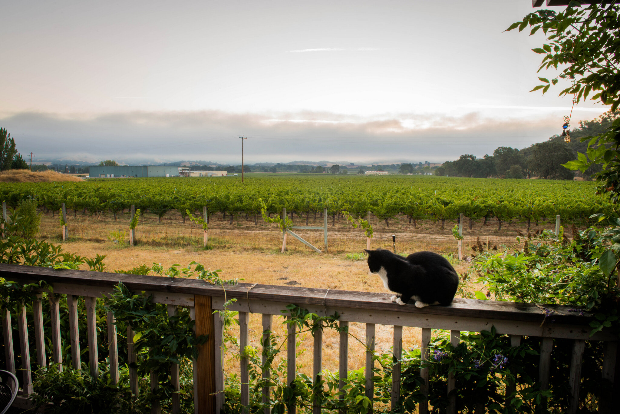 DSC_0696.jpg