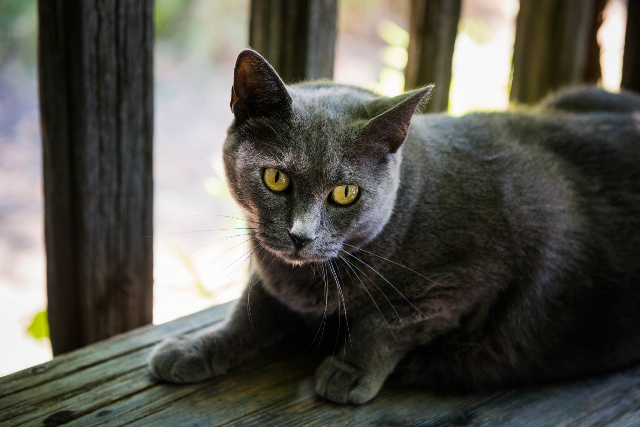 DSC_0266.jpg