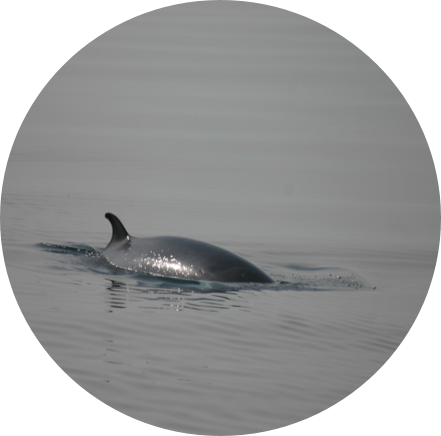 Back or dorsal.png