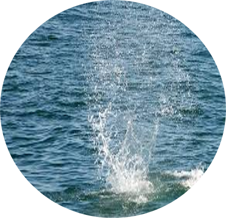 Splash.png