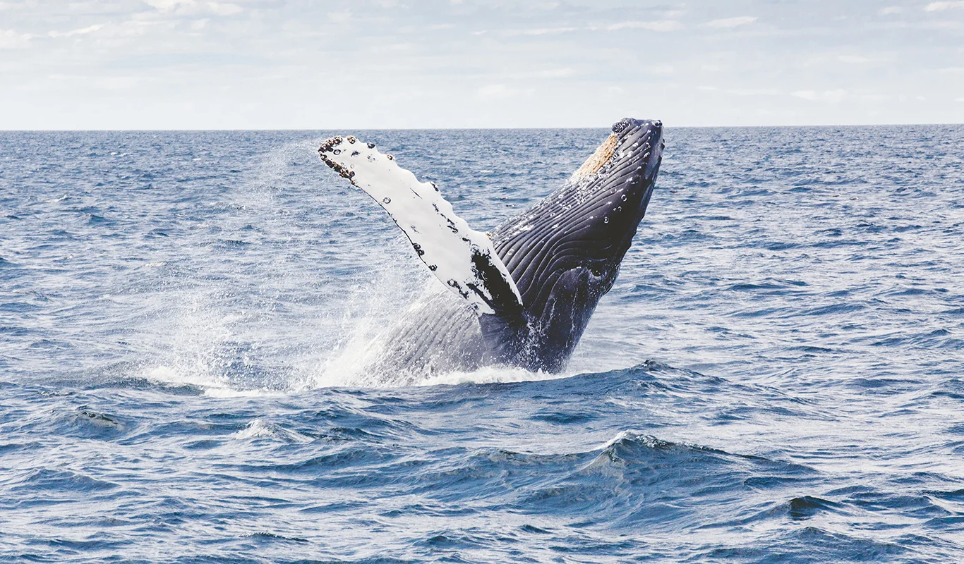 Humpback-1.jpg