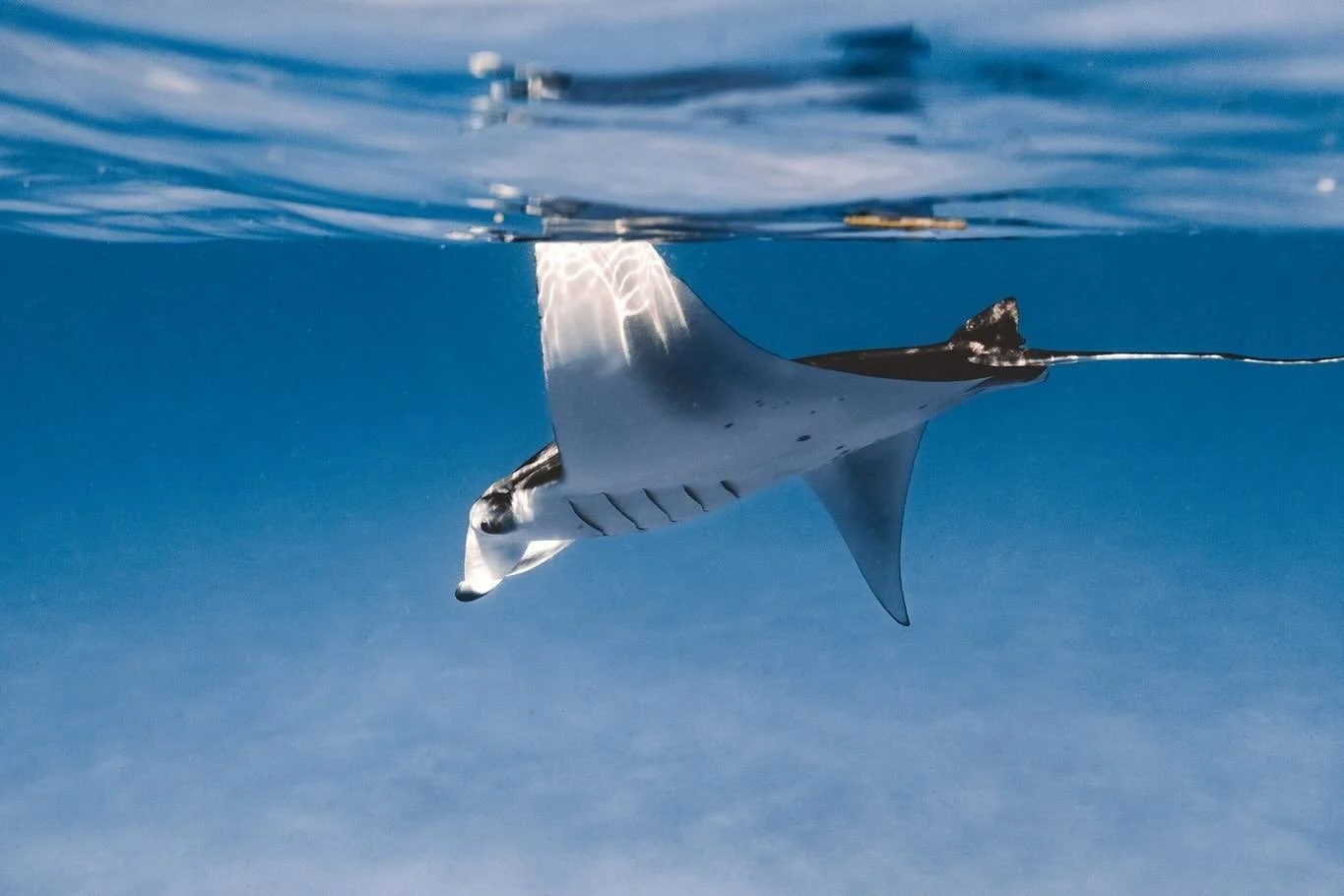 MALDIVES - so it went from November to April in 2 weeks, haha.  I&rsquo;m still catching up, but I had an amazing opportunity this past November volunteering with @maldiveswhalesharkresearch thanks to @kaushman and all his conservation work he does f