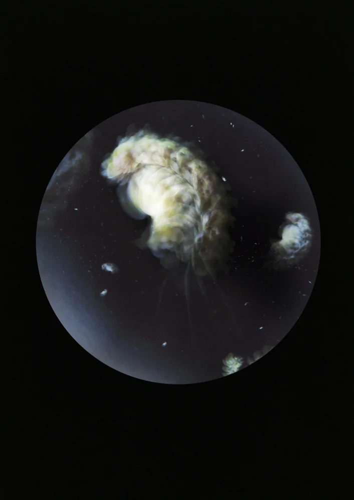 Pleurobrachia stileucae