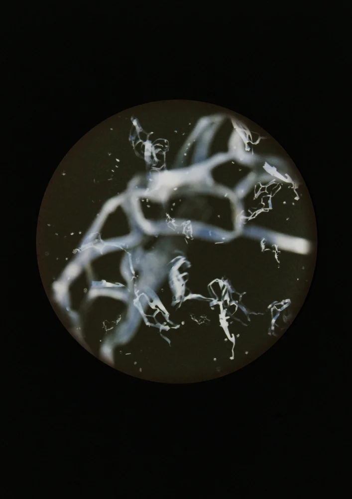 Copeopod langisticus