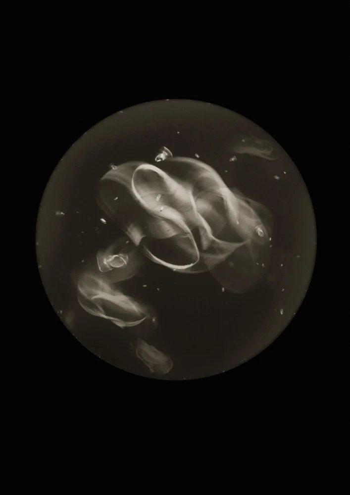 Aureplia auristice