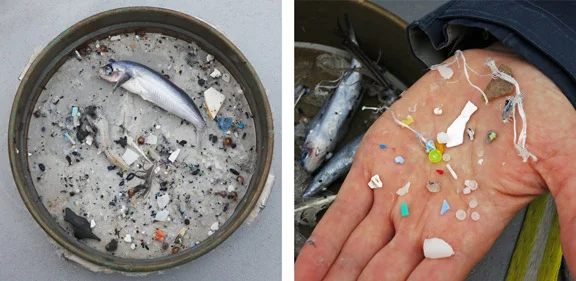 Manta Trawl shows plastic recovered from the surface of the North Pacific.