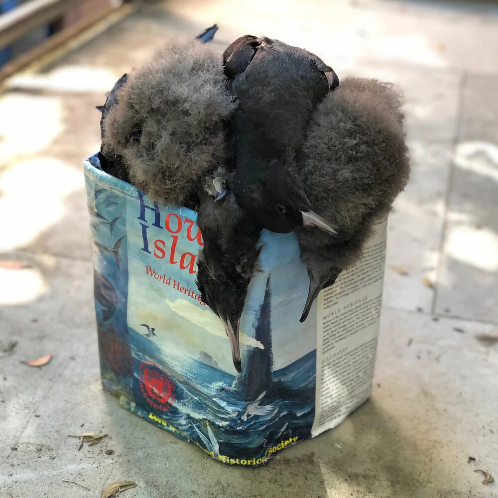 Lord Howe Island, Australia - residency April 2019. Working alongside scientists to create awareness of the ingestion of marine plastic by Flesh-Footed Shearwater marine birds.