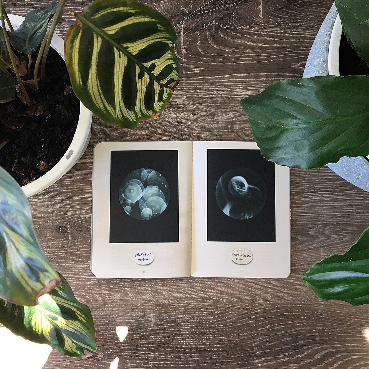 Great to know that both research &amp; art in relation to plastic pollution has reached the other side of the world, with my book of the series &lsquo;Beyond Drifting: Imperfectly Known Animals&rsquo;. Thank you to Michael for sending these arty pics