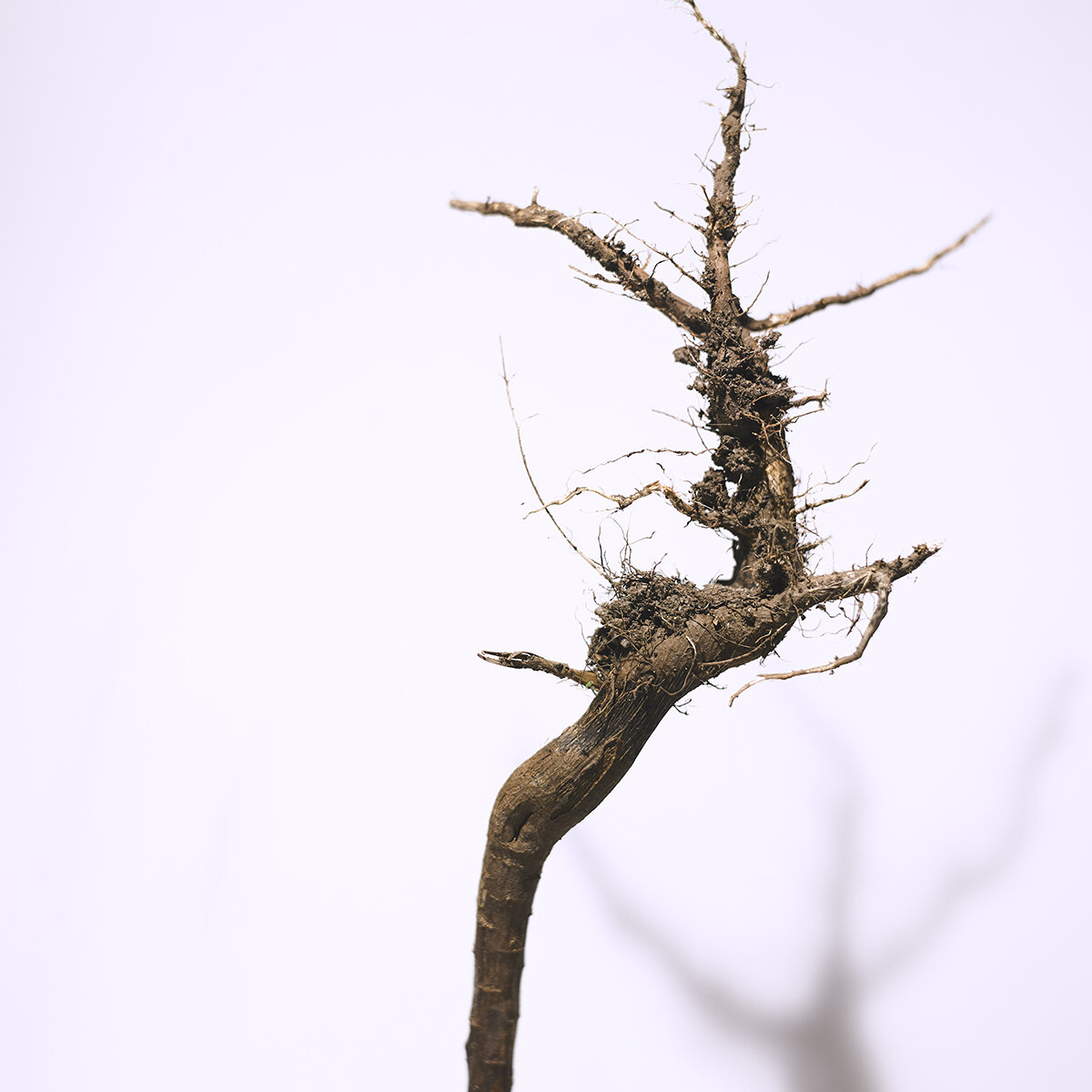Roots054.jpg