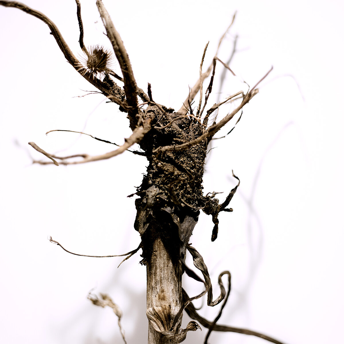 Roots094.jpg