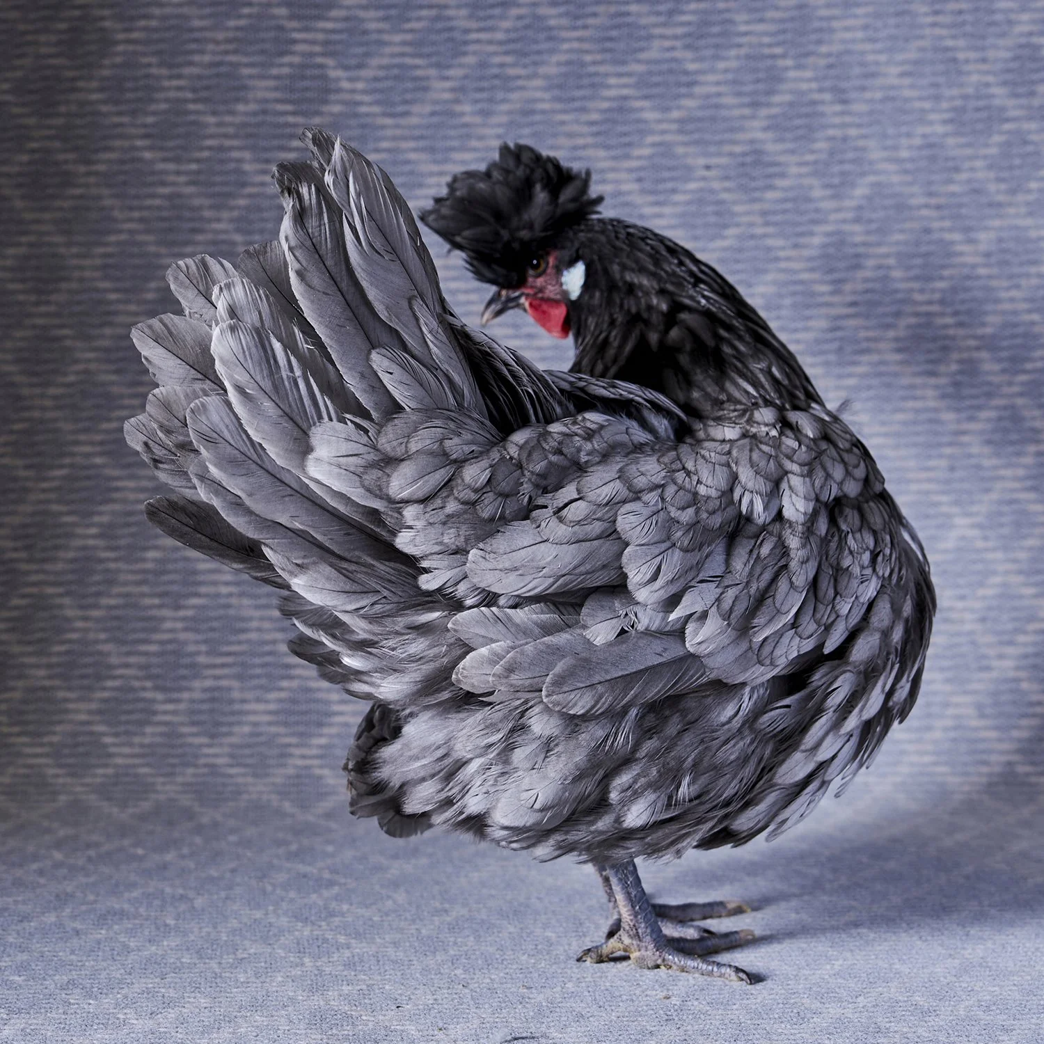 Appenzeller Spitzhauben Blue Bantam Hen.jpg