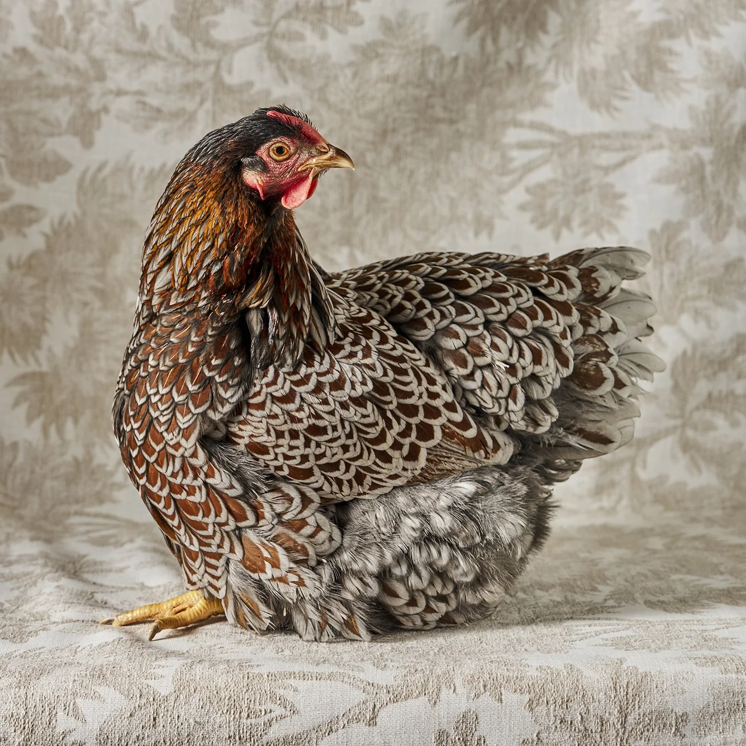 Wyandotte Blue-Laced Red LF Hen.jpg