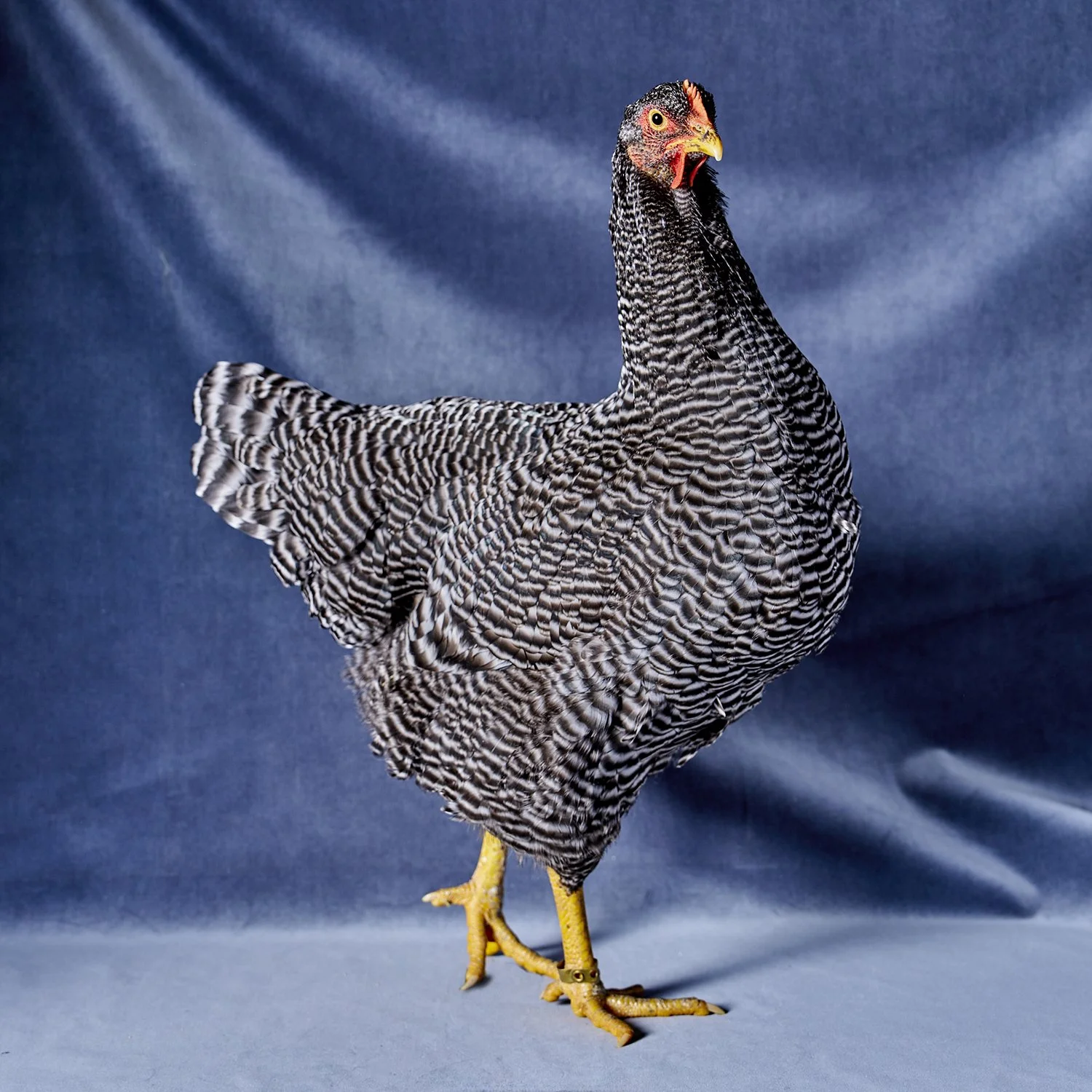 Barred Rock LF Pullet.jpg