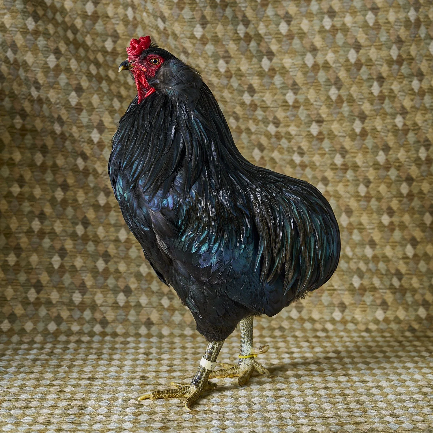 Araucana Black LF Cockerel.jpg