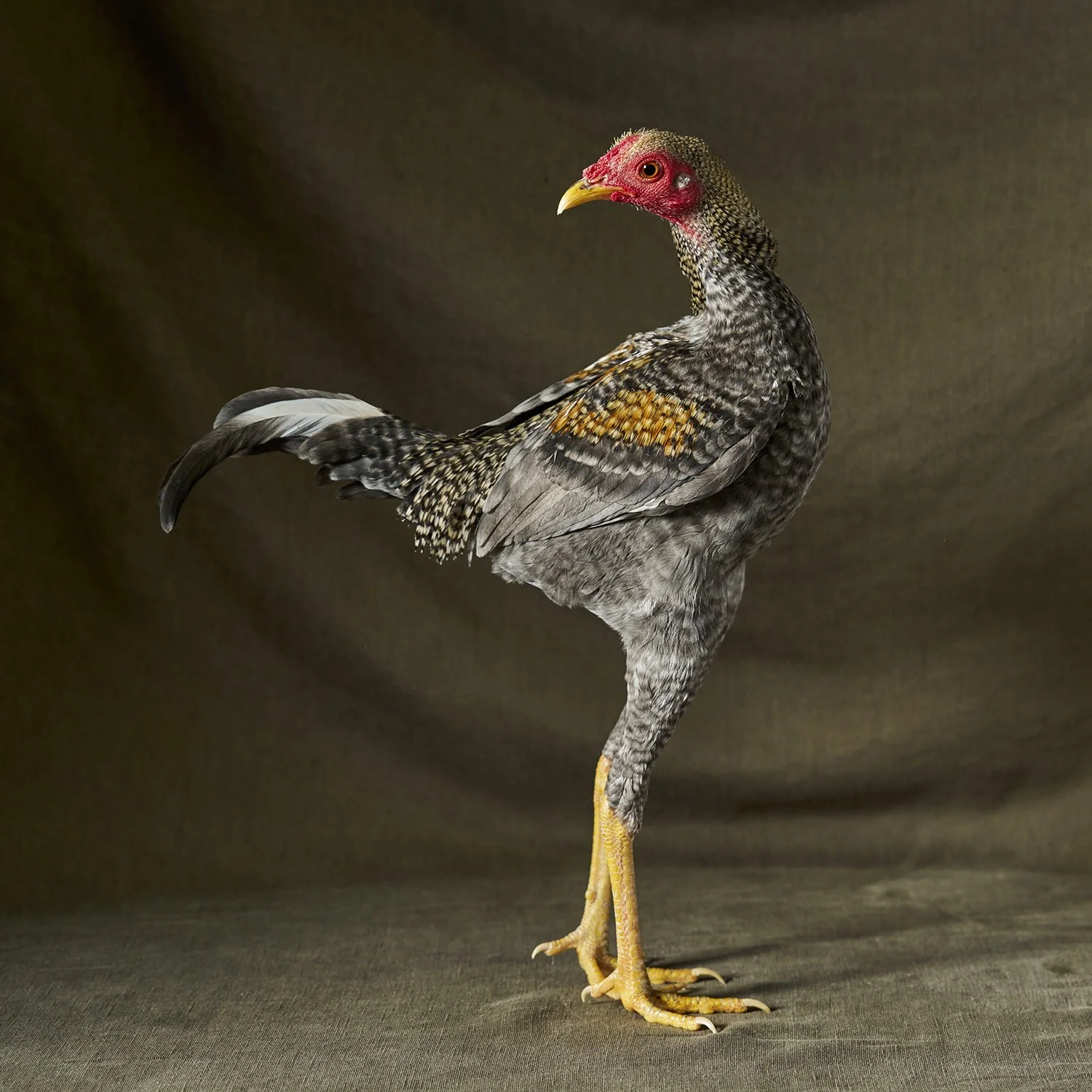 Modern Game Crele Bantam Cockerel.jpg