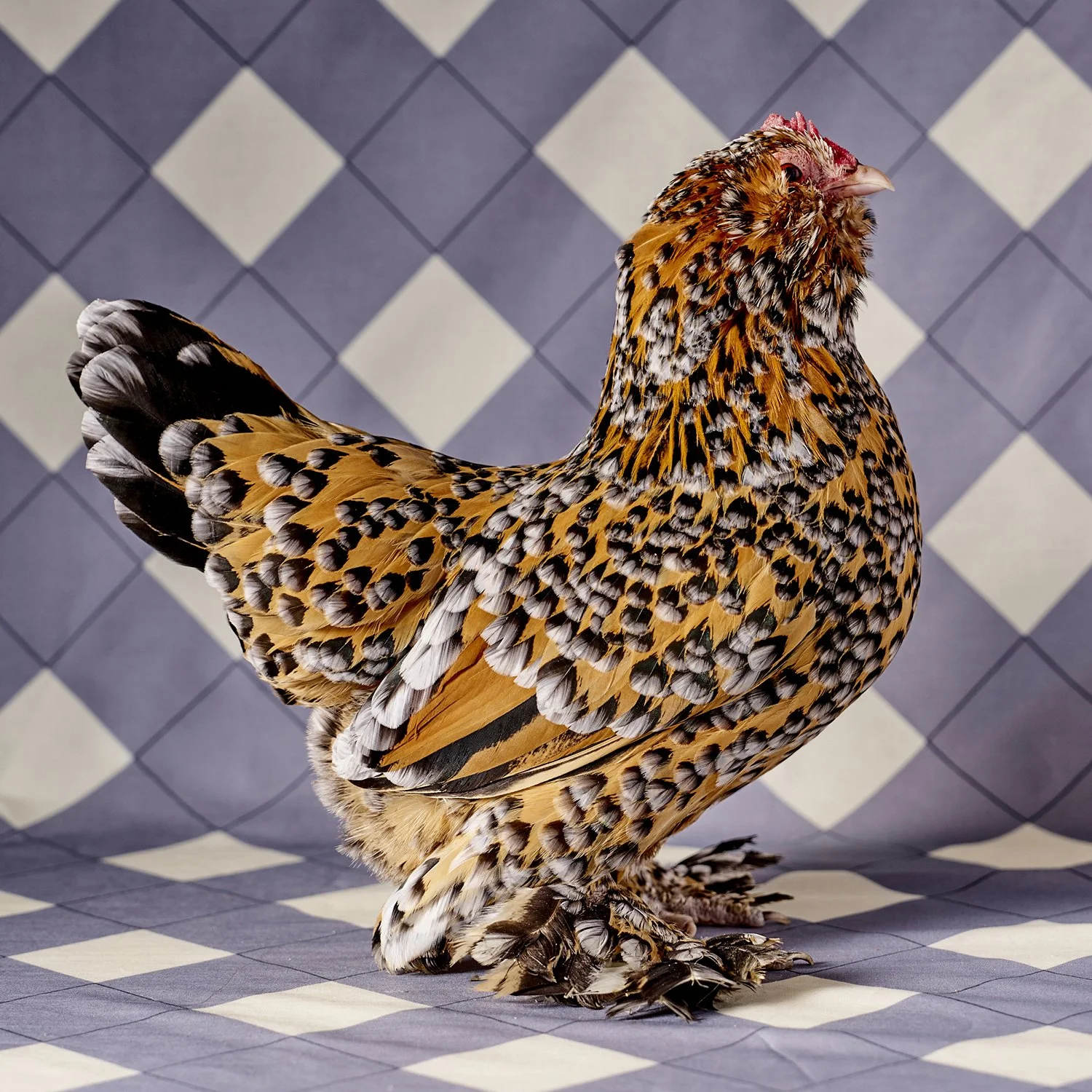 Belgian D'uccle Mille Fleur Bantam Hen.jpg