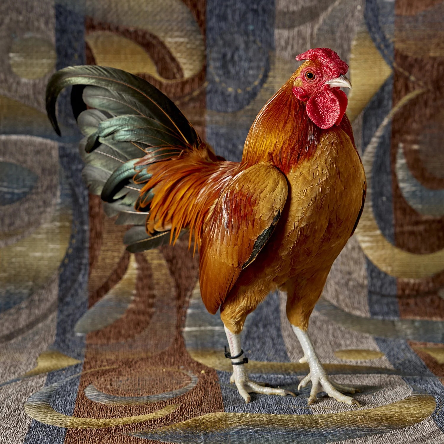 Nankin Rose Comb Bantam Cockerel.jpg