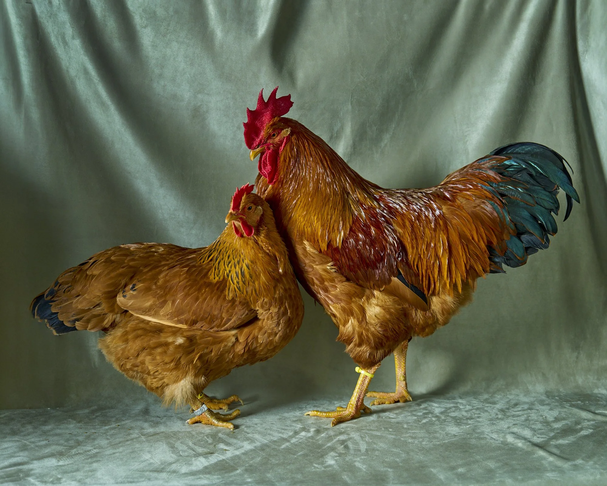 New Hampshire Red LF Pair.jpg