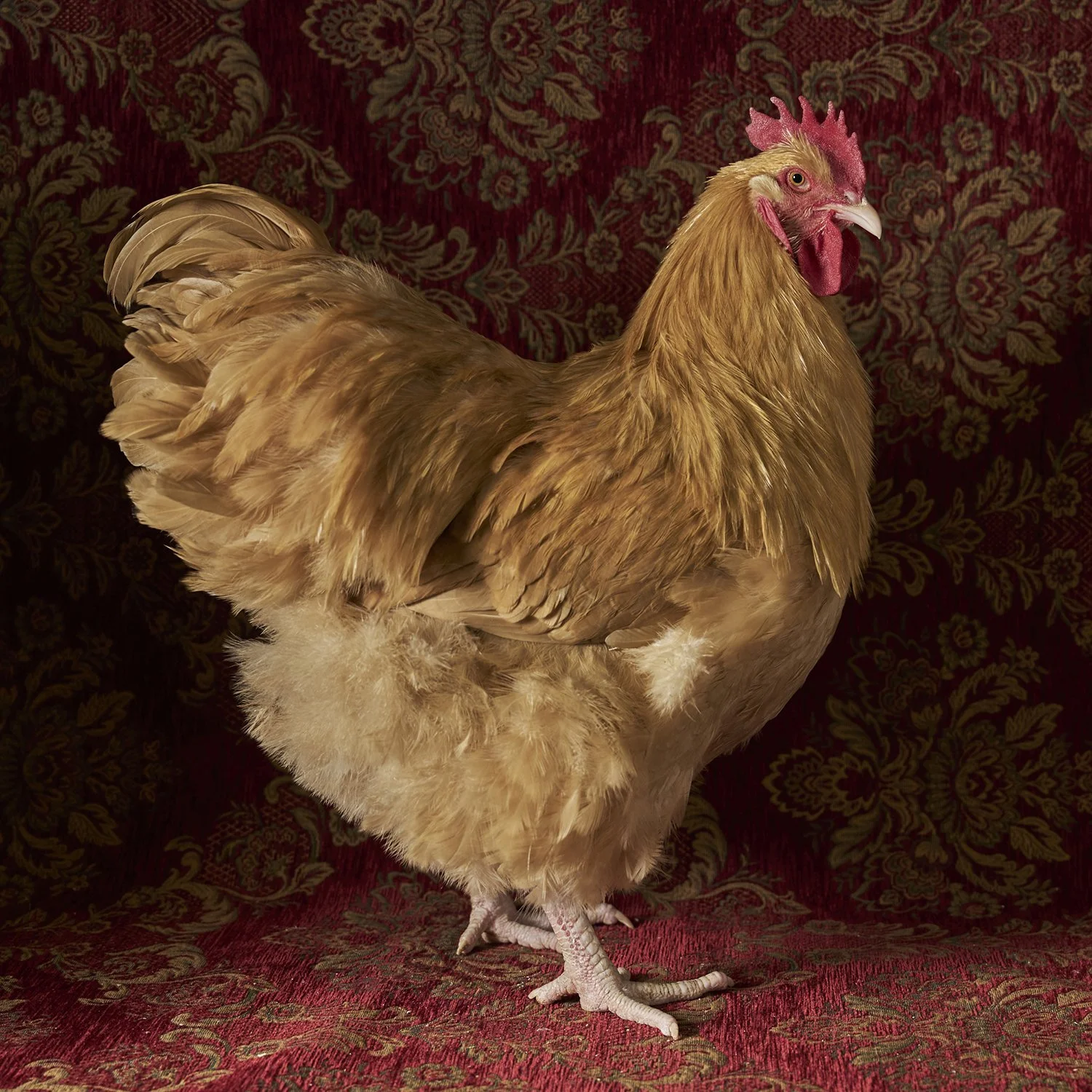 Orpington Buff LF Cockerel.jpg