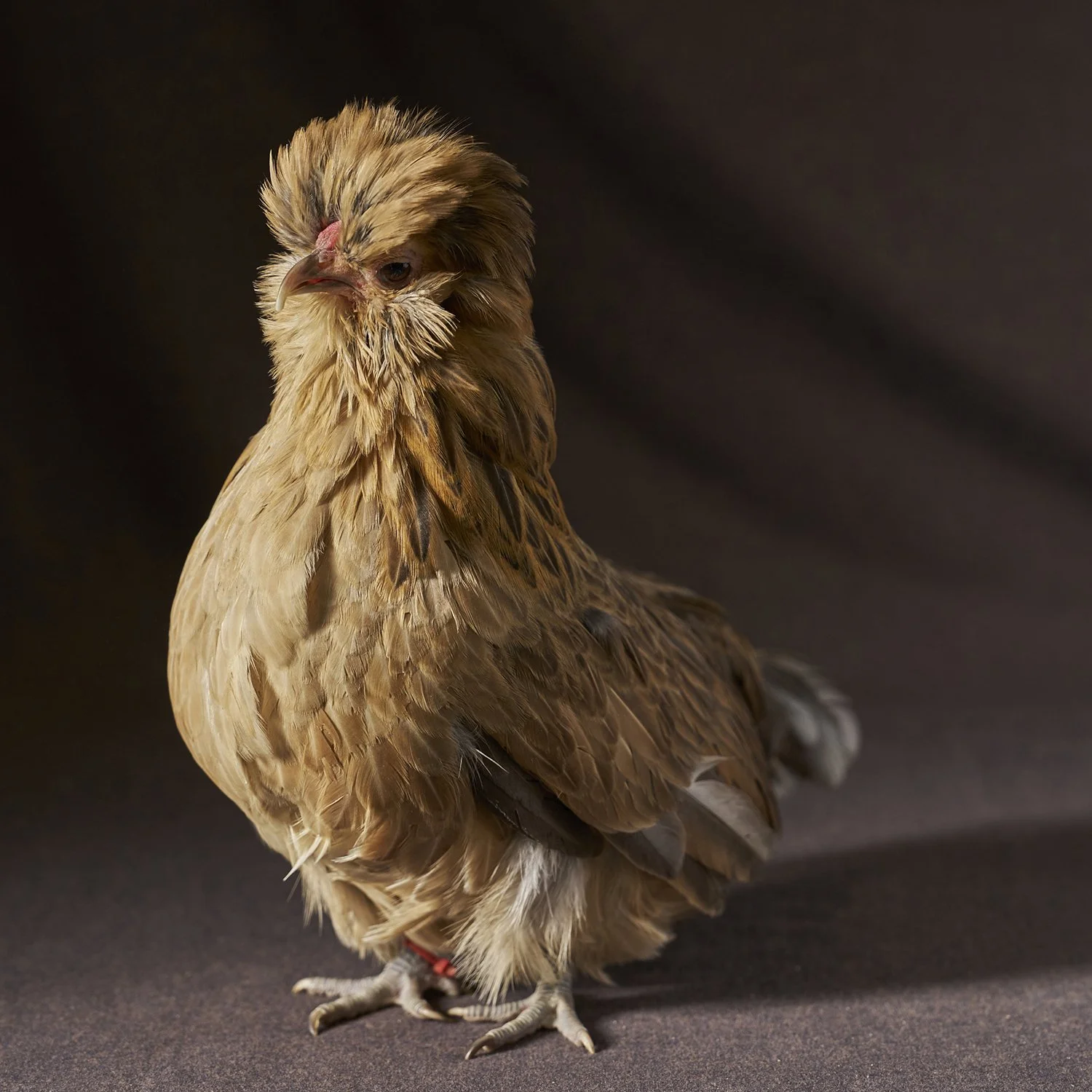 Watermaal Blue Quail Belgian Hen.jpg