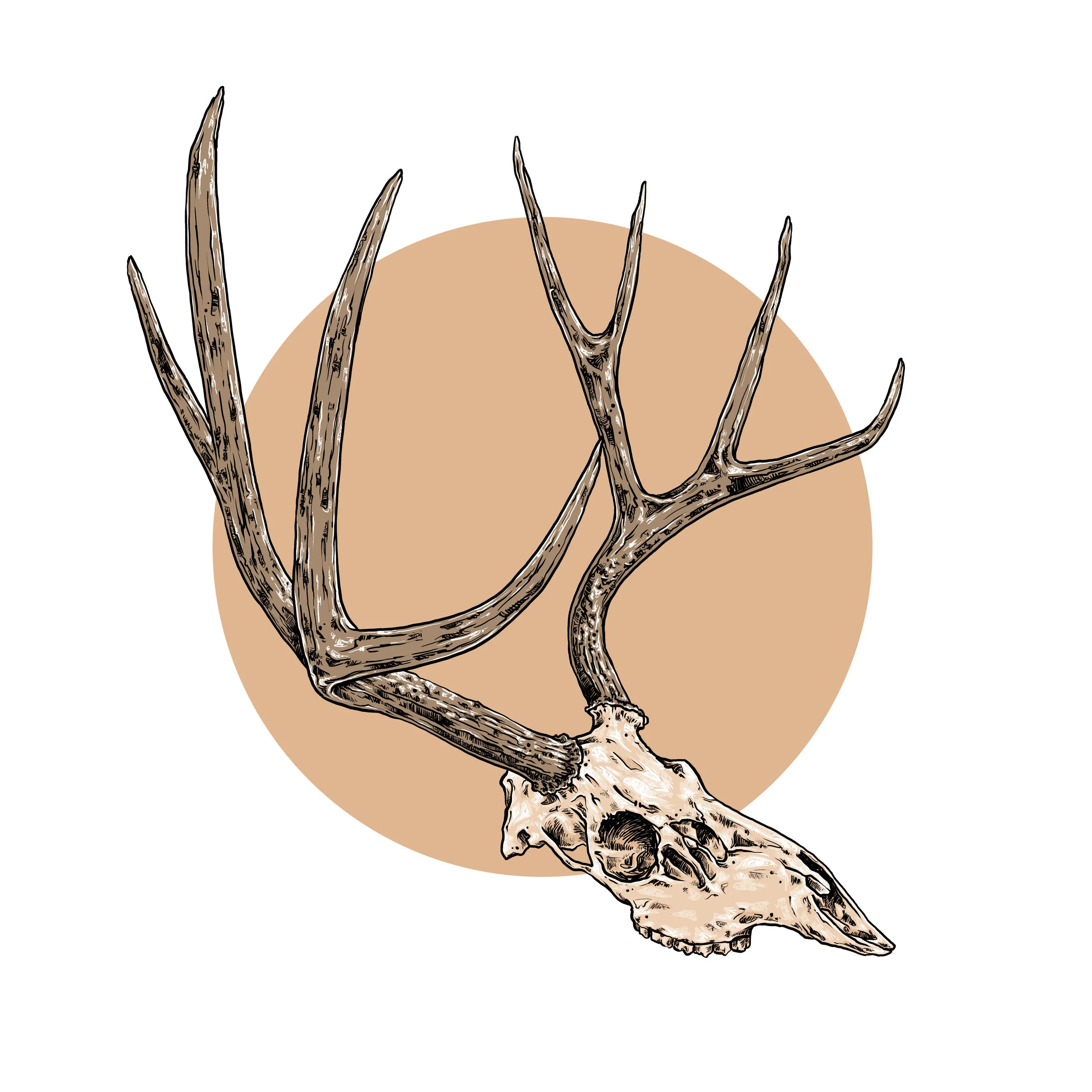 Skull.jpg