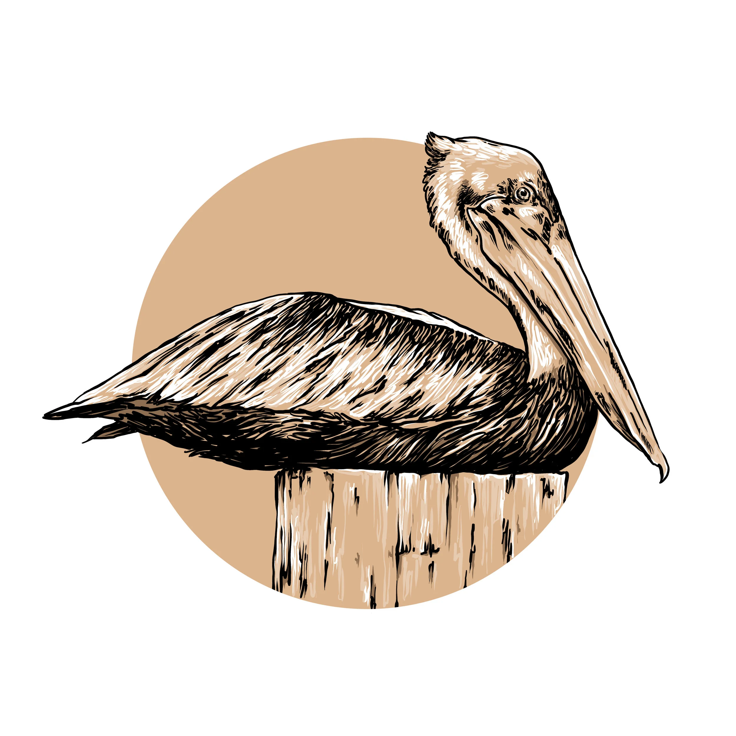 Pelican.jpg