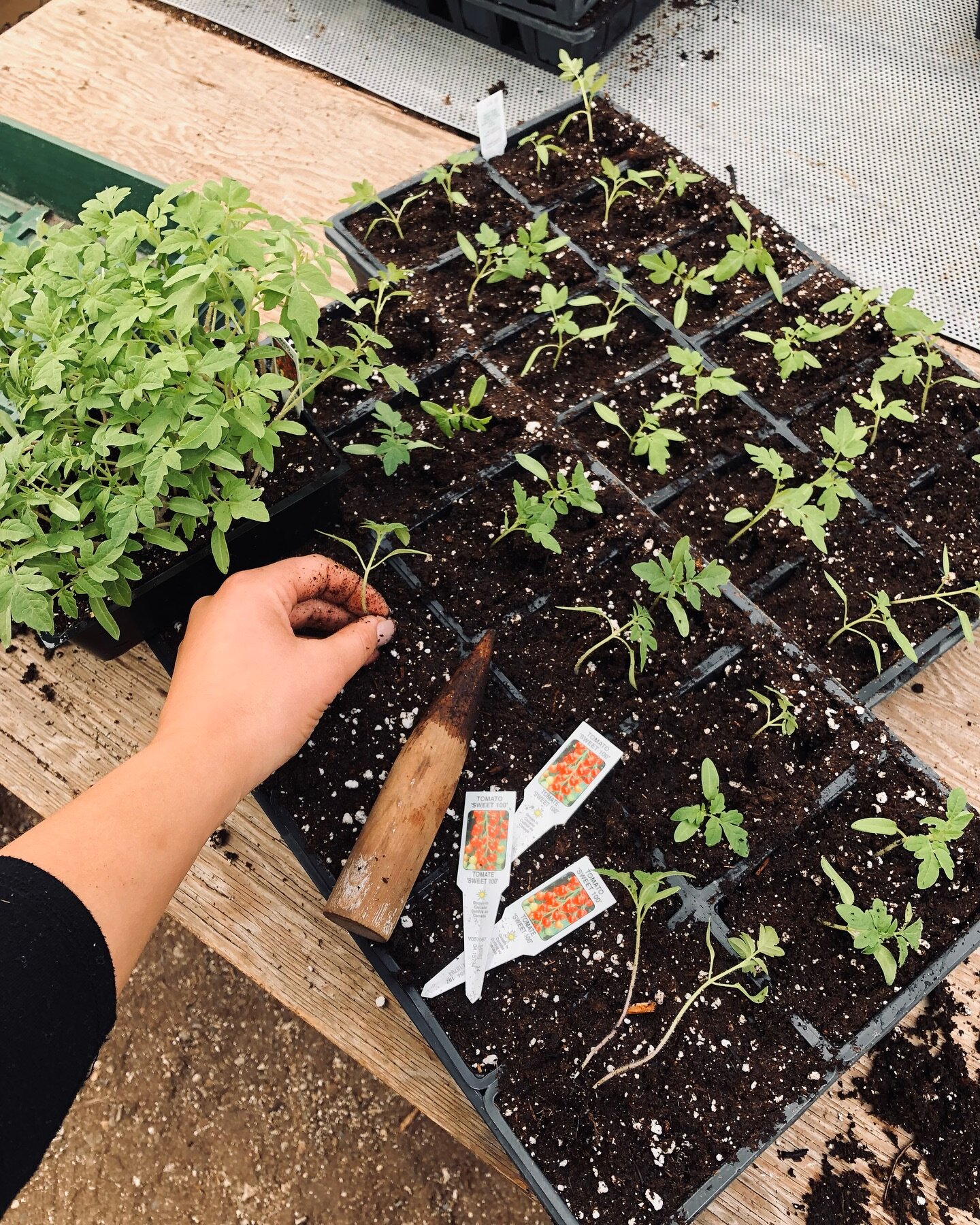 🌱🍅 Our online store is ready for Spring and pre-orders for tomato plants are OPEN!