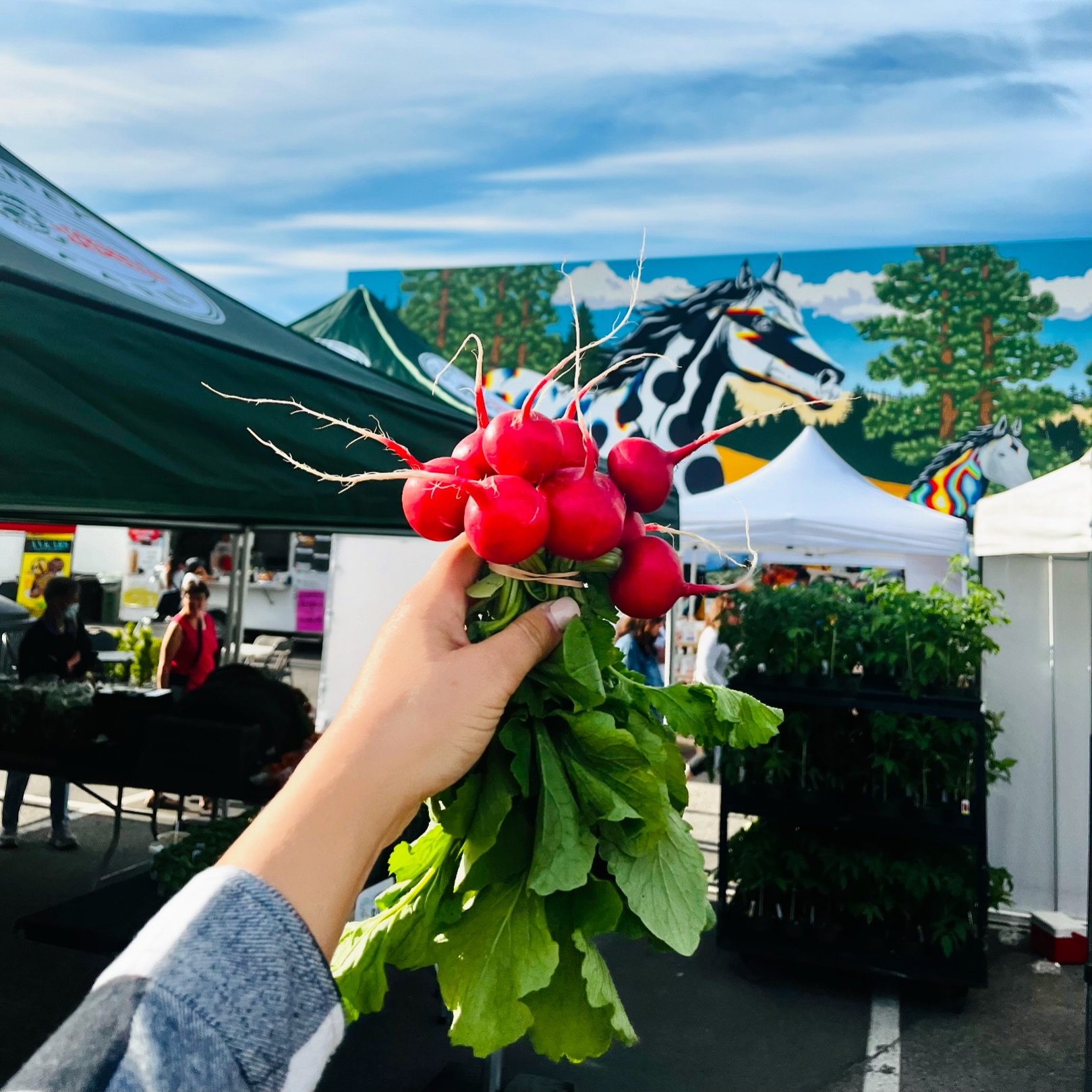 Our very first harvest of radishes is available today at the @kelownafarmersmarket 
Come and see us in the District Market section near the stunning horse mural!