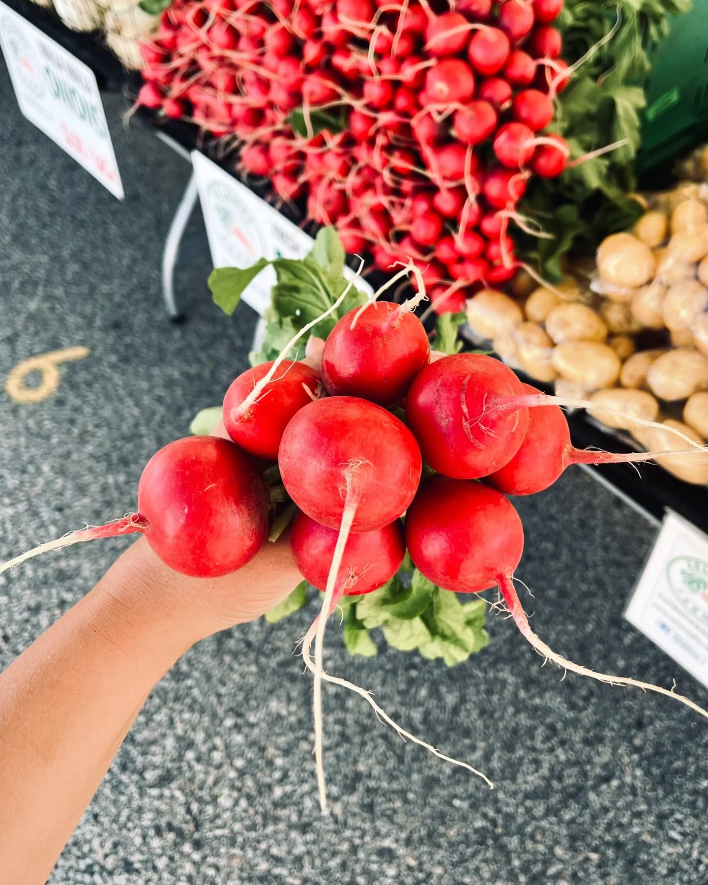 Fall radishes are ready now!!!!! Run, don&rsquo;t walk! Available at our farm shoppe, @vernon_farmers_market and @kelownafarmersmarket for the next 10-14 days.