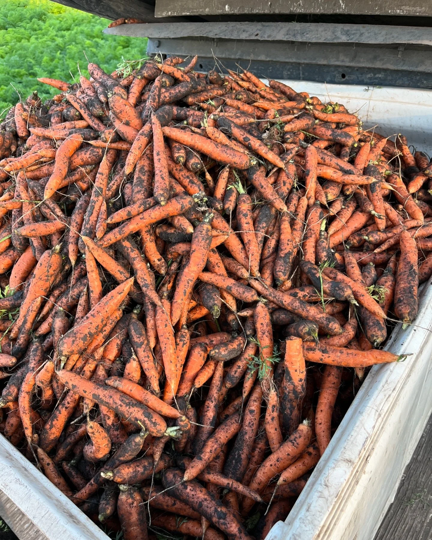 This mornings harvest 🥕🥕🥕
