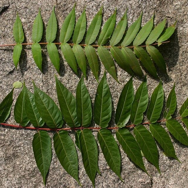 Saw a farmer friend yesterday and he told me  his goal for the year was getting rid of all the sumac on his farm. He didnt want even
a single one! Sadly he was thinking of a look alike #invasiveplant the #treeofheaven which is also host to the dreade