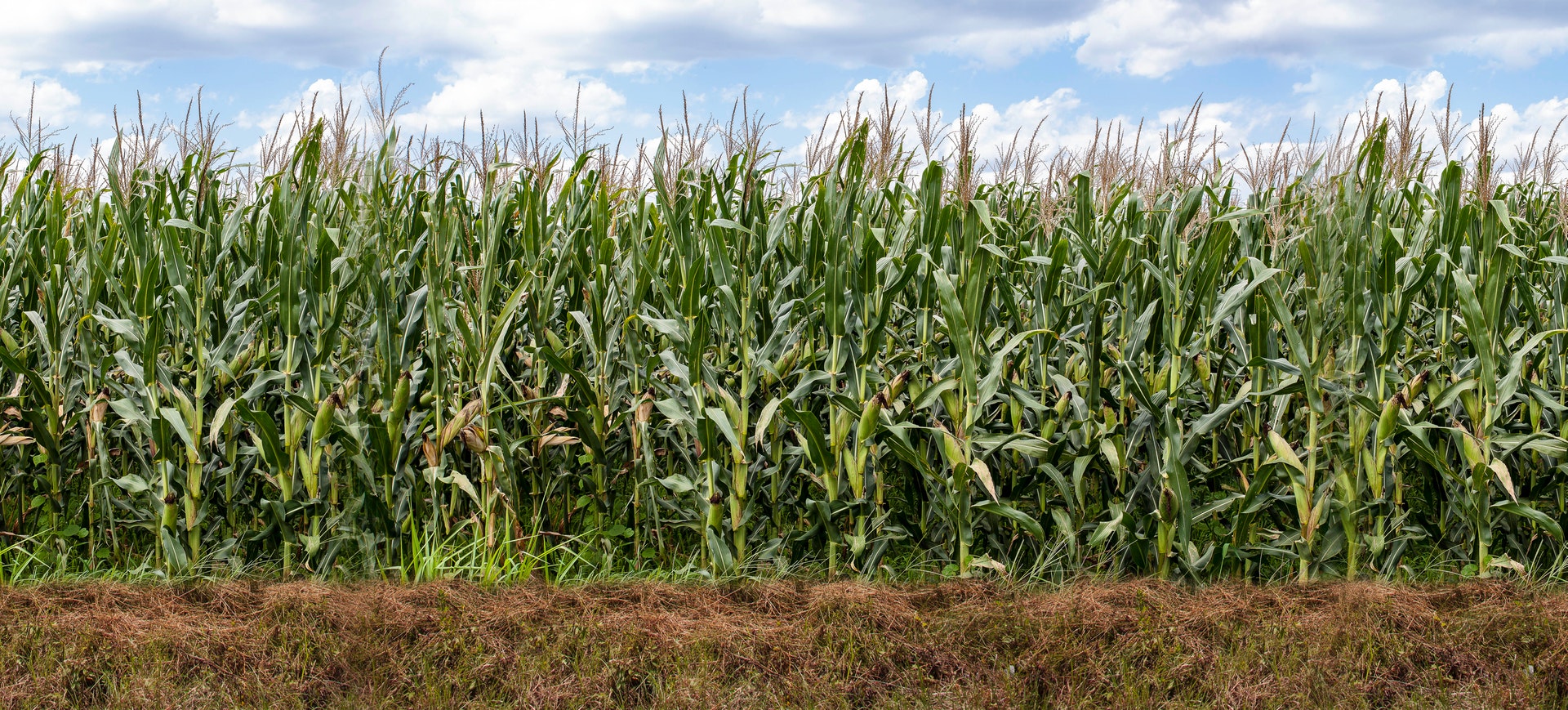 corn.jpg