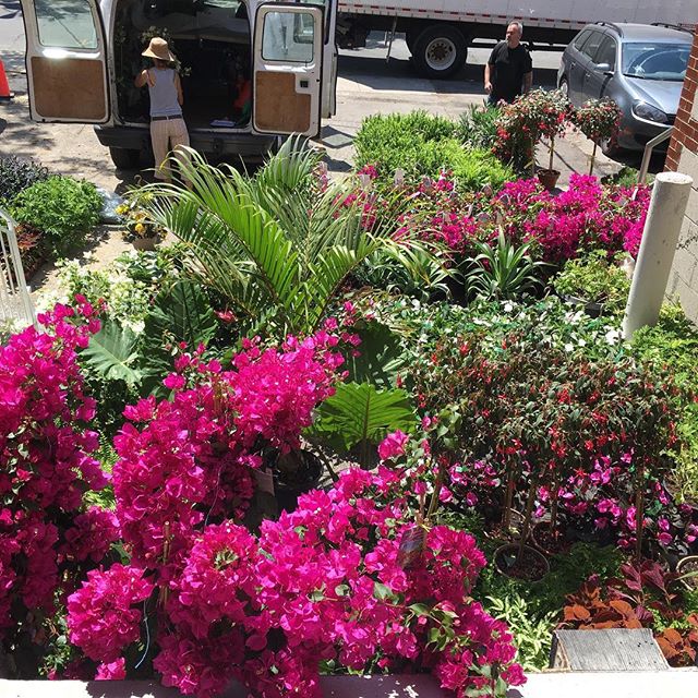 In front of Made today. When #emblemflowerstoronto is in full planting mode for their clients. Plenty more in front next door. #niceview #greendriveway #gearylife #gearyave #gearyavenue #geary #flowers #torontoflorist #goodneighbours