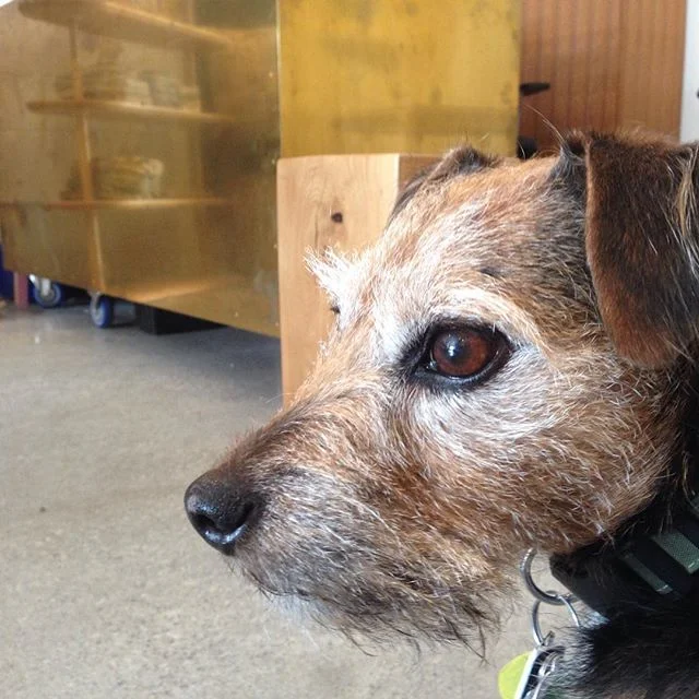 Hangin with @walterbenjamin_lifts_his_leg for a couple of hours. Good times!