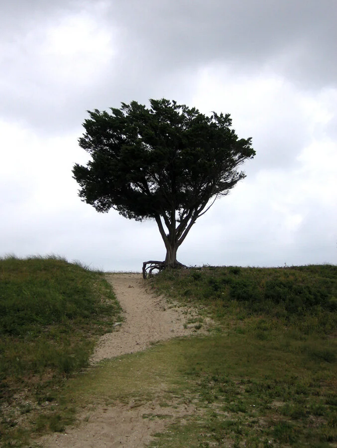 tree isolated HR sm.jpg