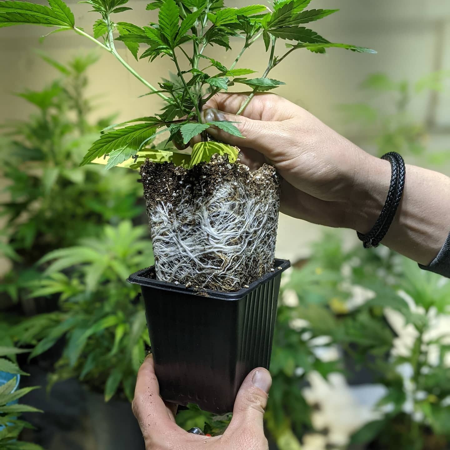 Biggest problem now is adjusting our transplant schedule. 

#goodproblems #roots #cannabisplants #ganjafarmer #farmlife #cannabis #newbrunswickcannabis #newbrunswick #canadiancannabis #farming #agriculture