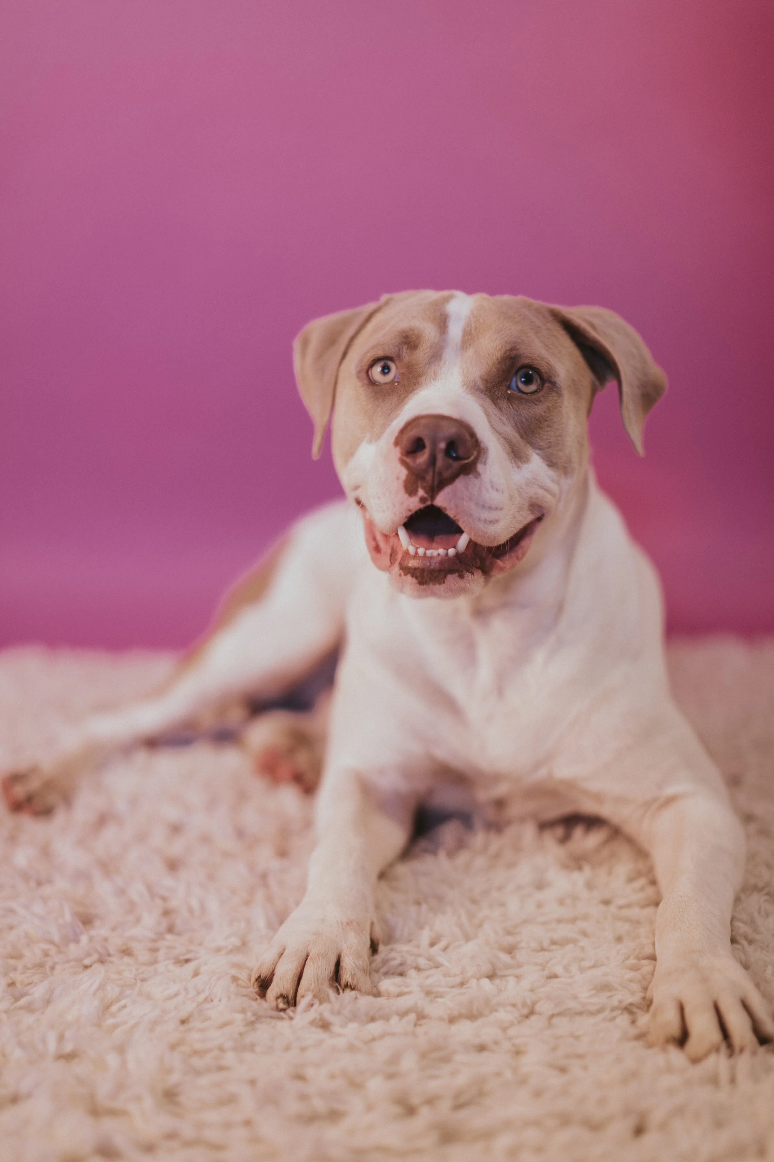 Mel - Available for Adoption!
