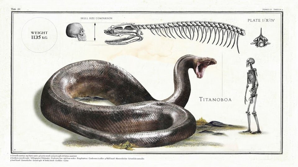 Snakes: Amazing Animals From Prehistoric Times — The Reptile Goth