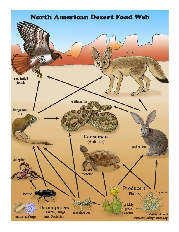 Snakes Amazing Animals From Prehistoric Times The Reptile Goth Snakes Amazing Animals From Prehistoric Times The Reptile Goth