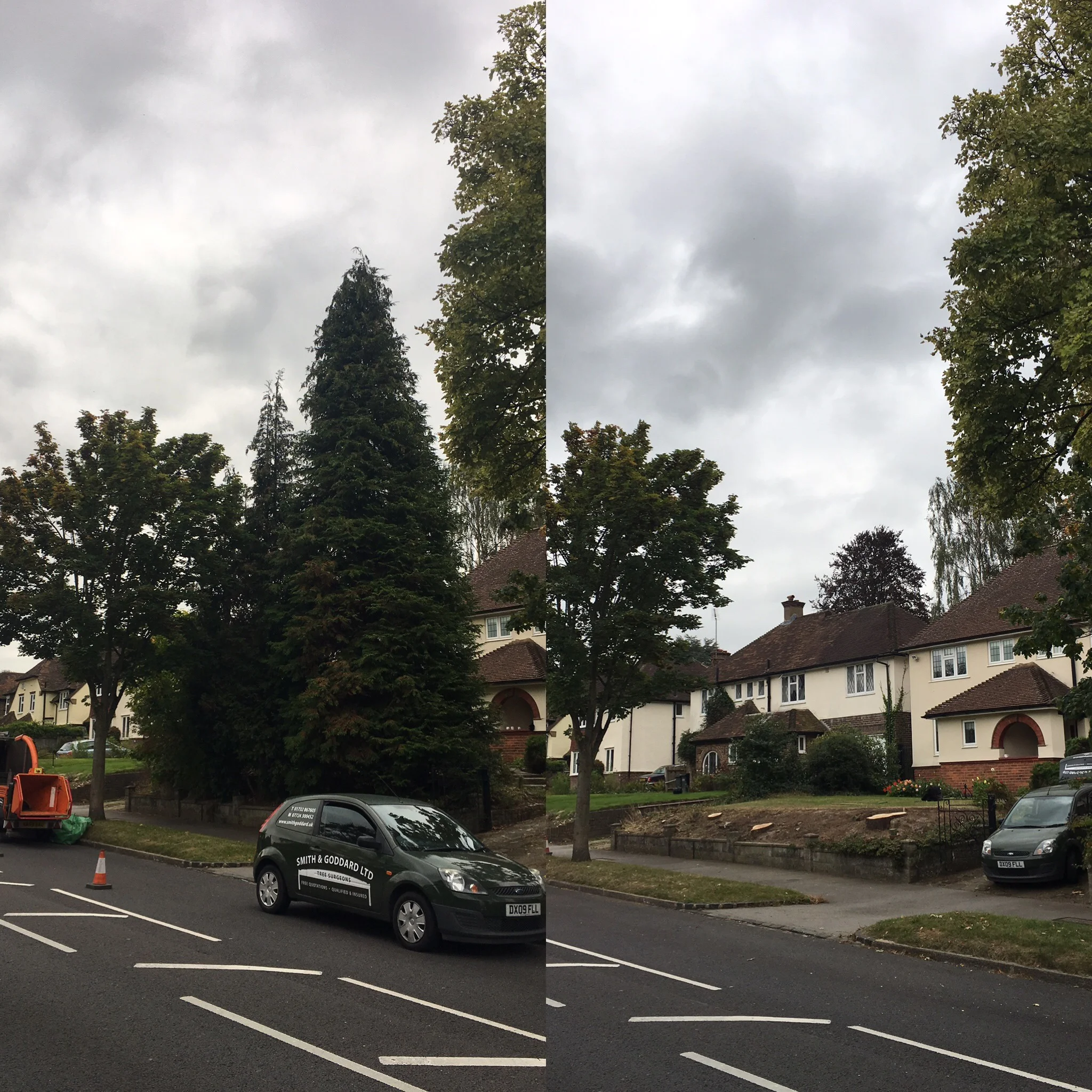 tree-dismantel-felling4.jpg