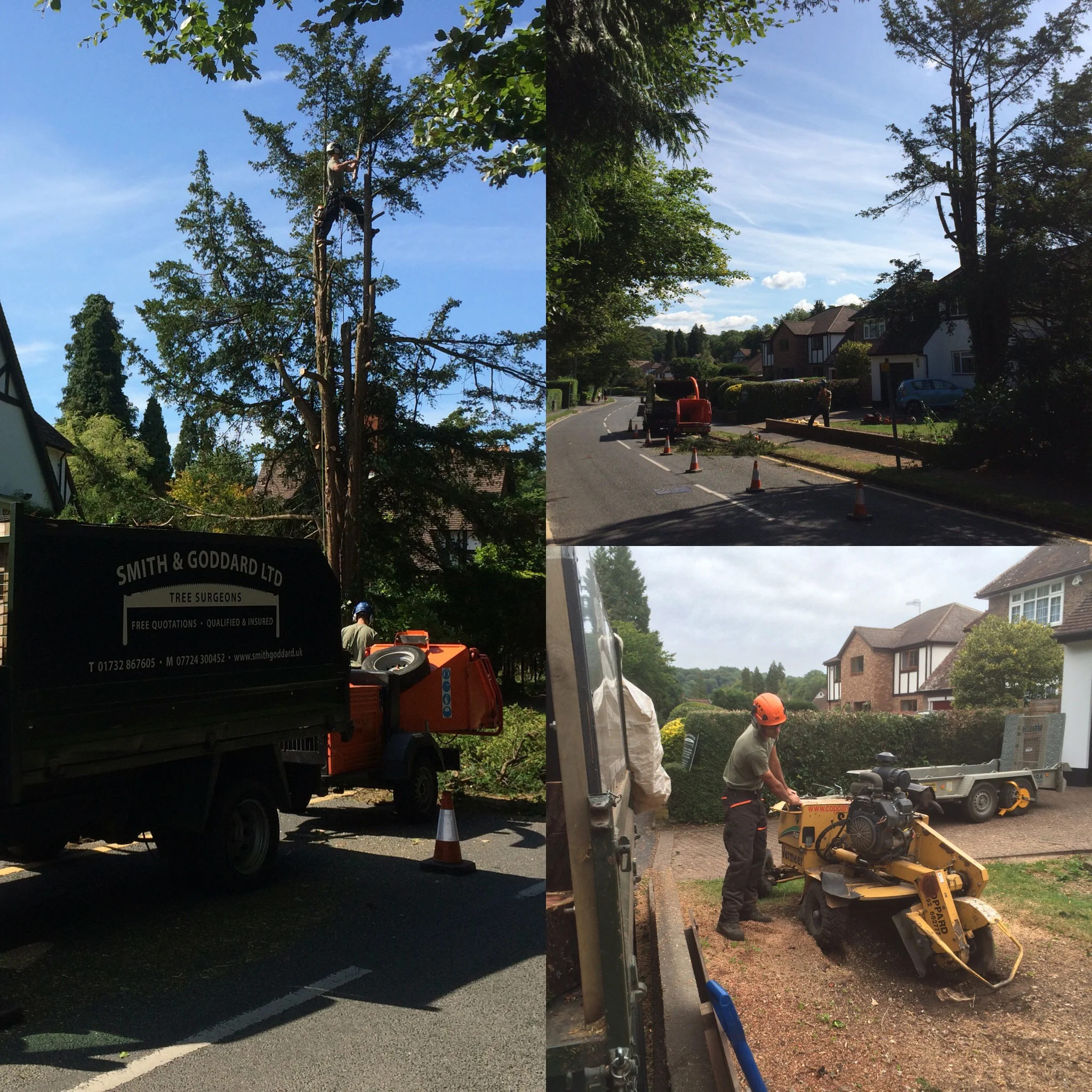 tree-dismantel-felling15.jpg