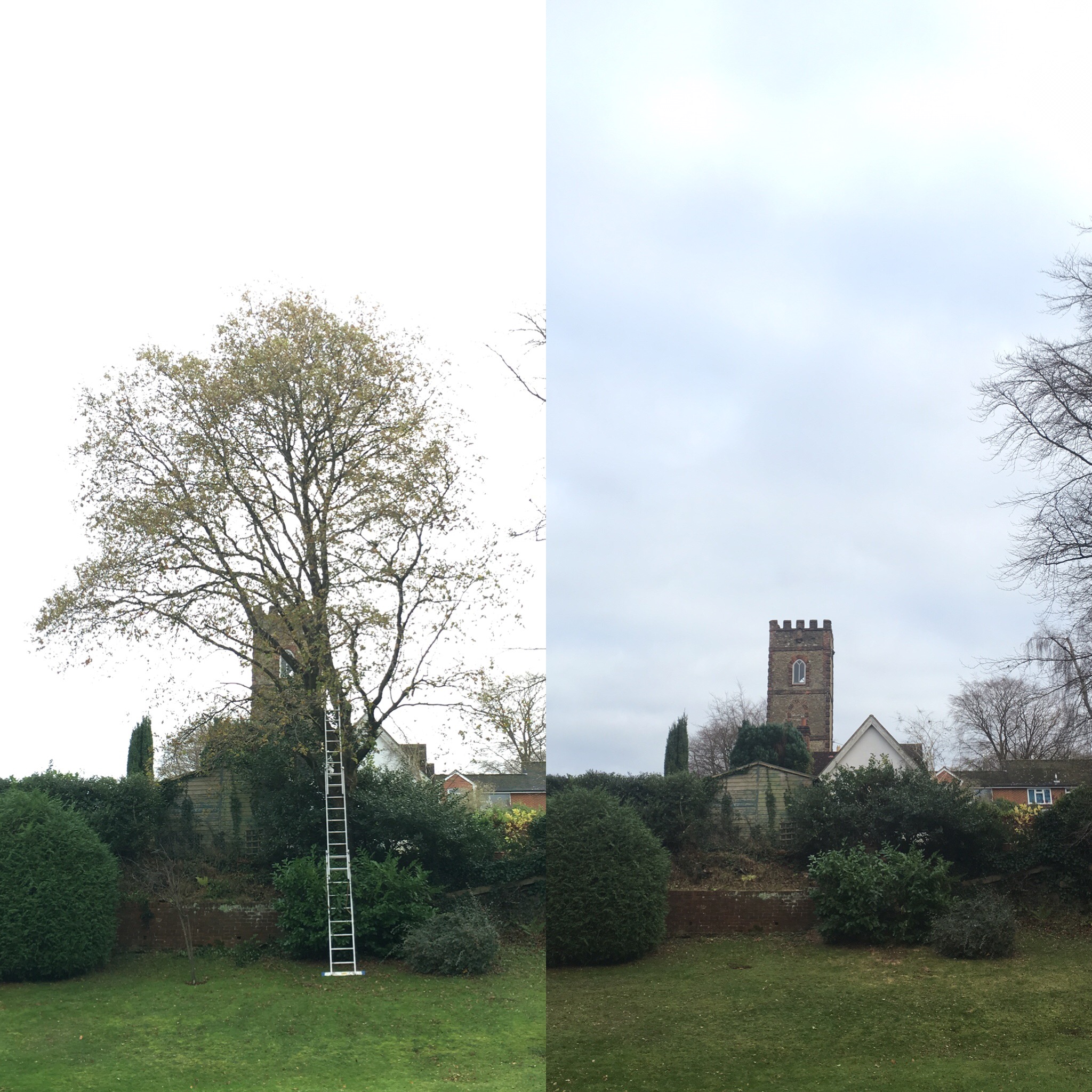 tree-dismantel-felling6.jpg