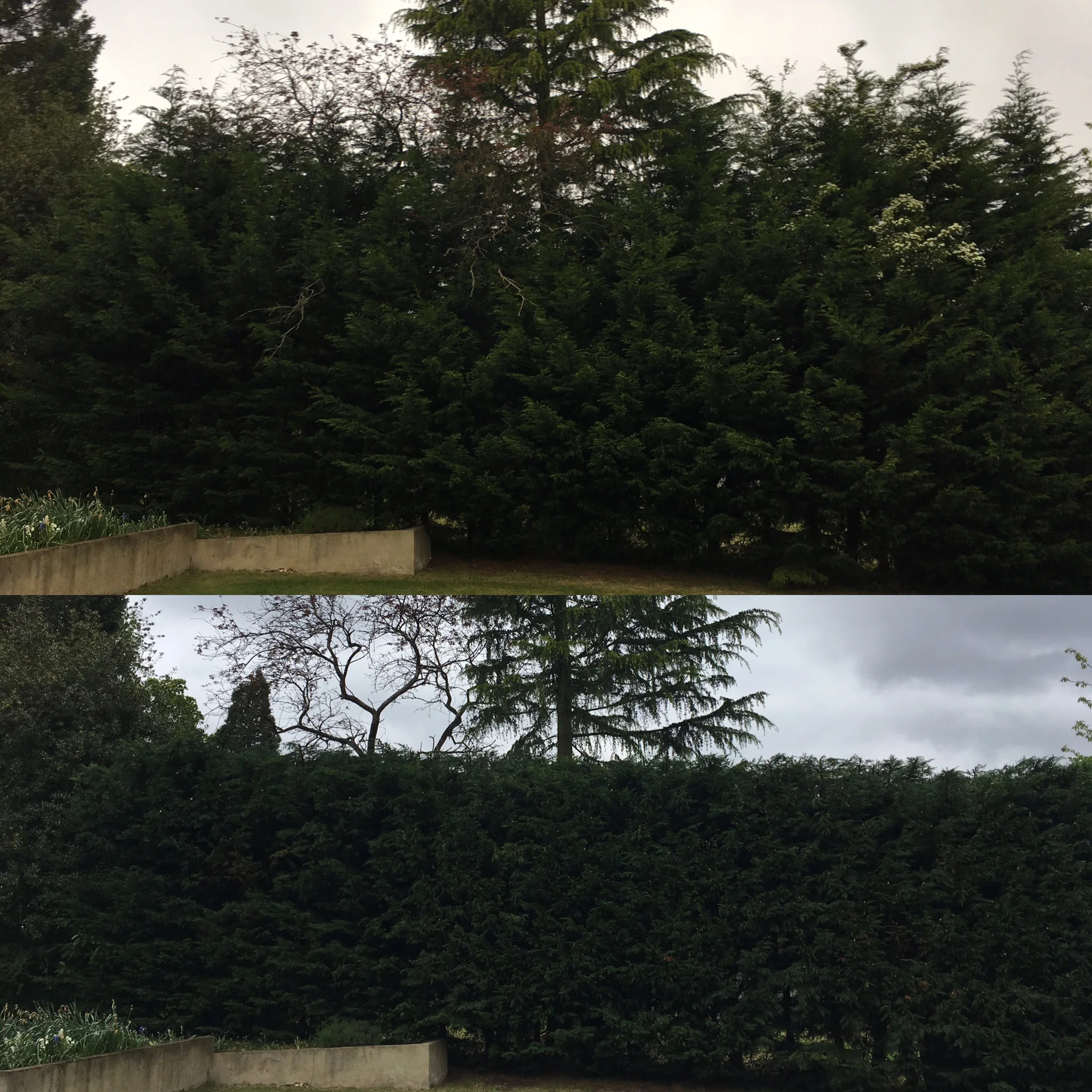 hedging2.jpg