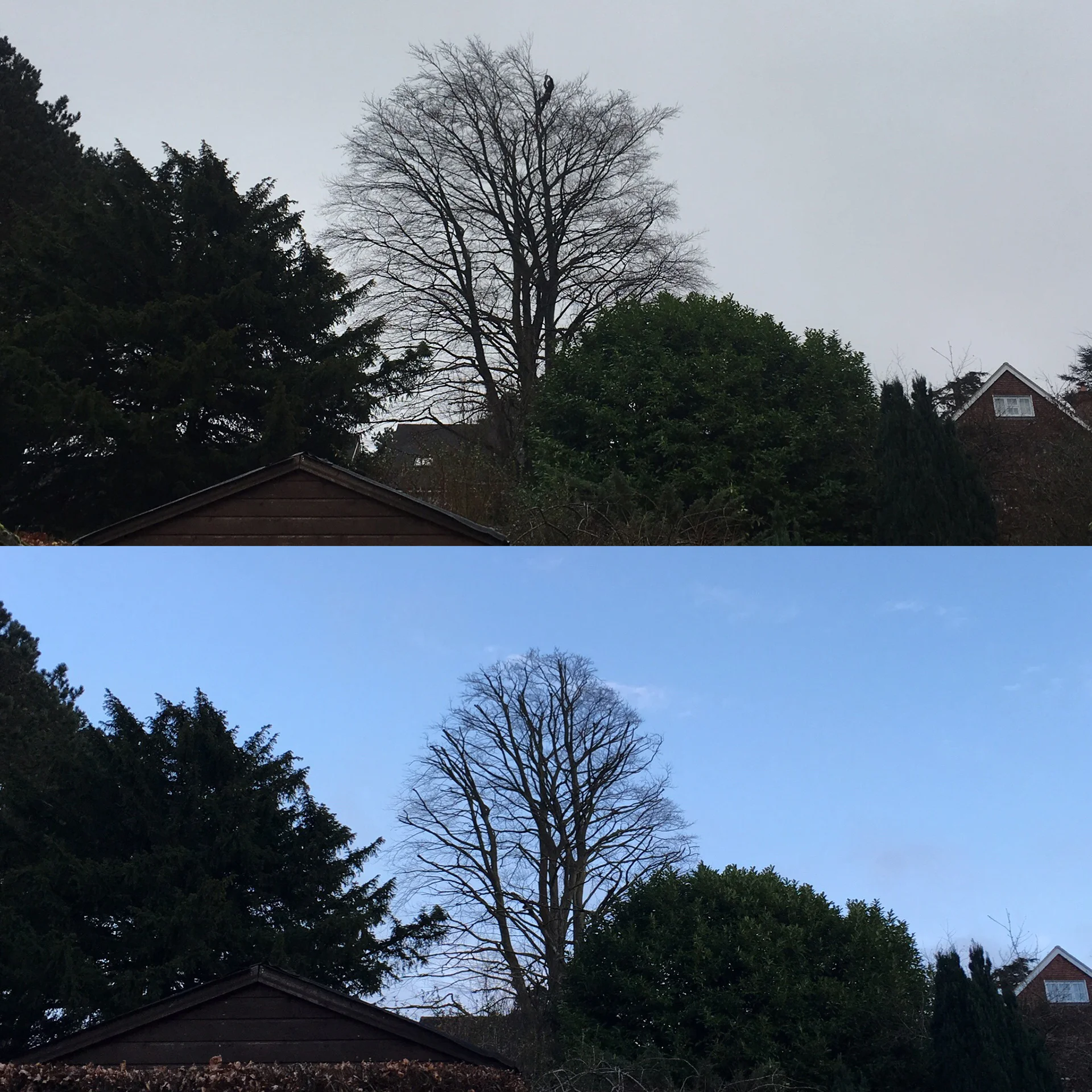 canopy-reduction1.jpg