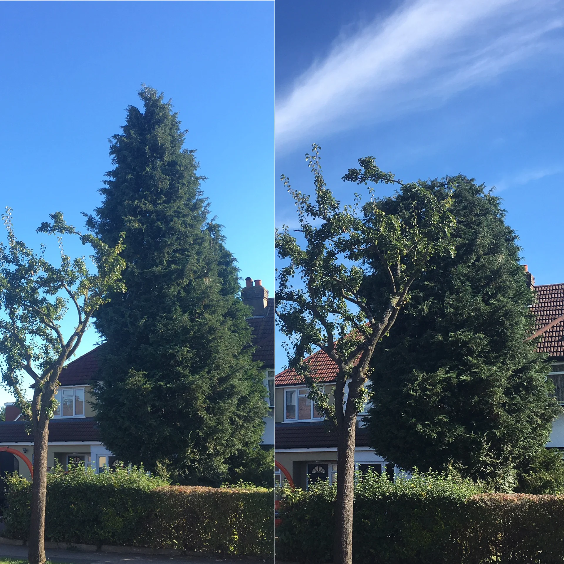 canopy-reduction2.jpg