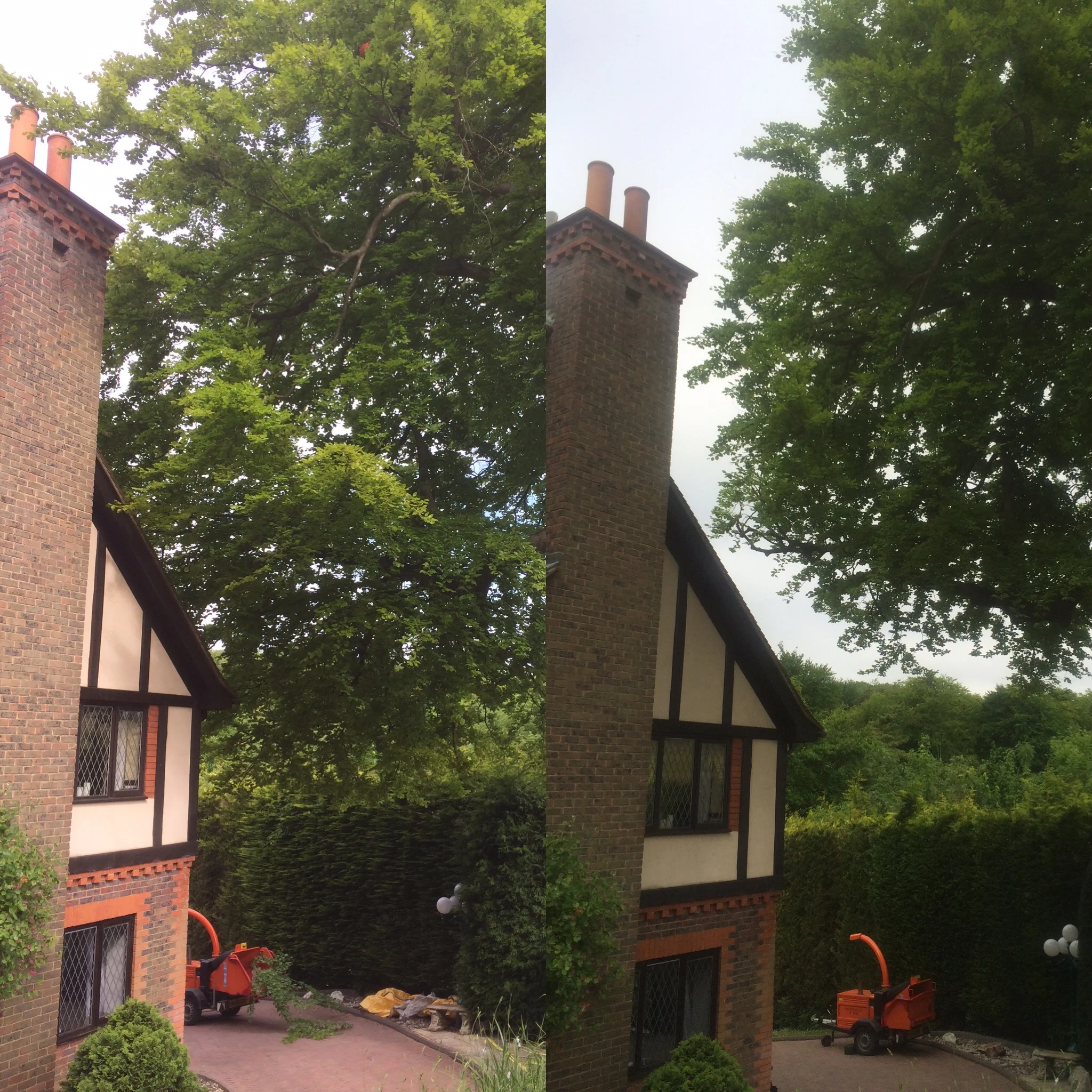 remedial-tree-pruning3.jpg