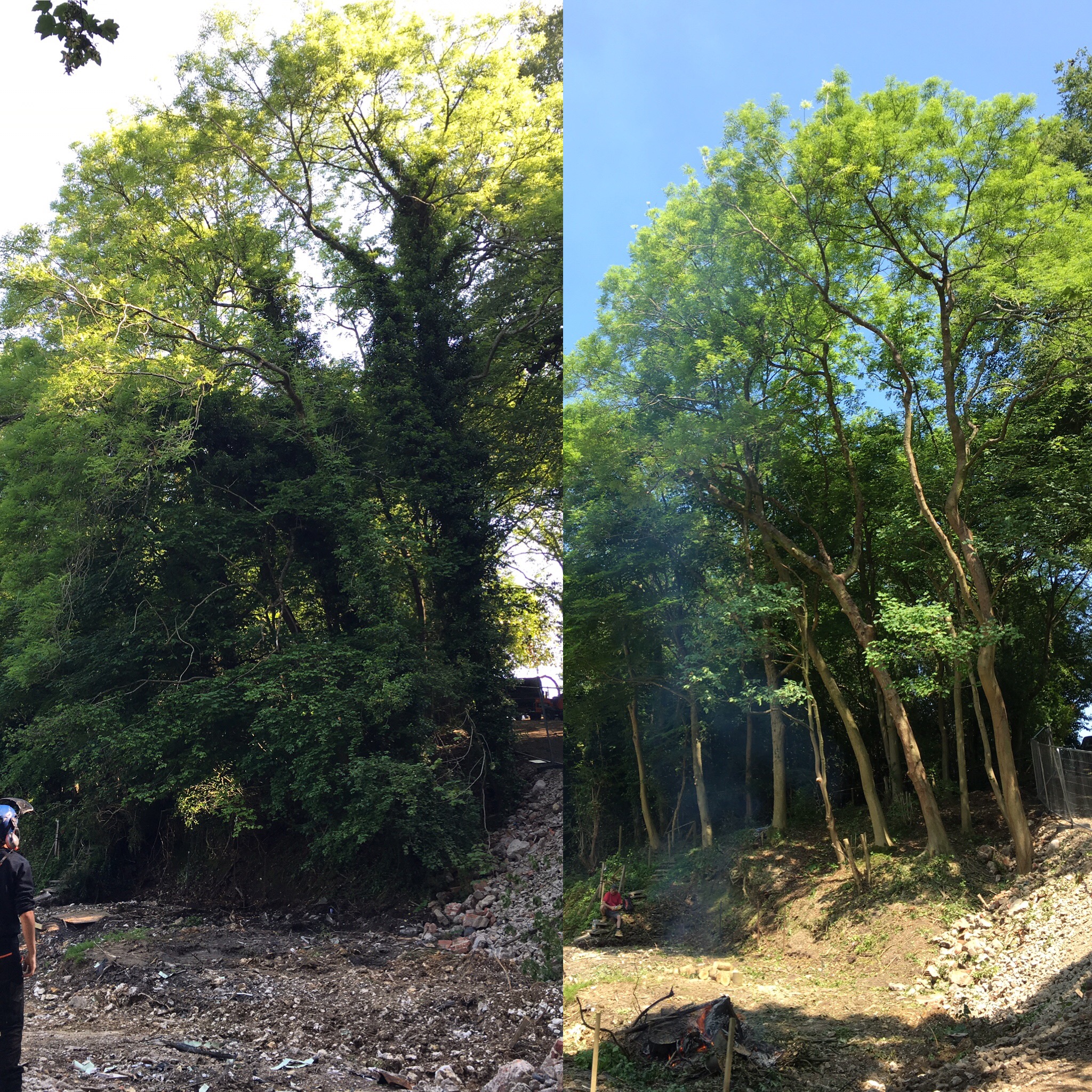 remedial-tree-pruning2.jpg