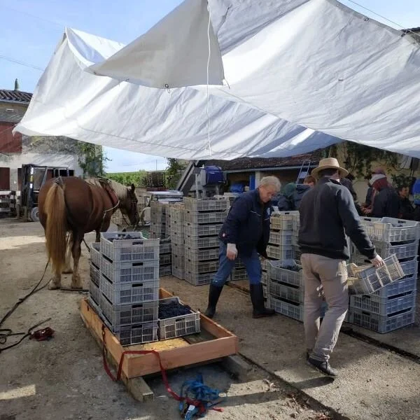 And here helping with the grapes