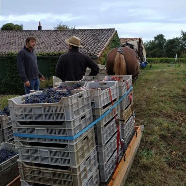 Vendanges Alti Wine Exchange
